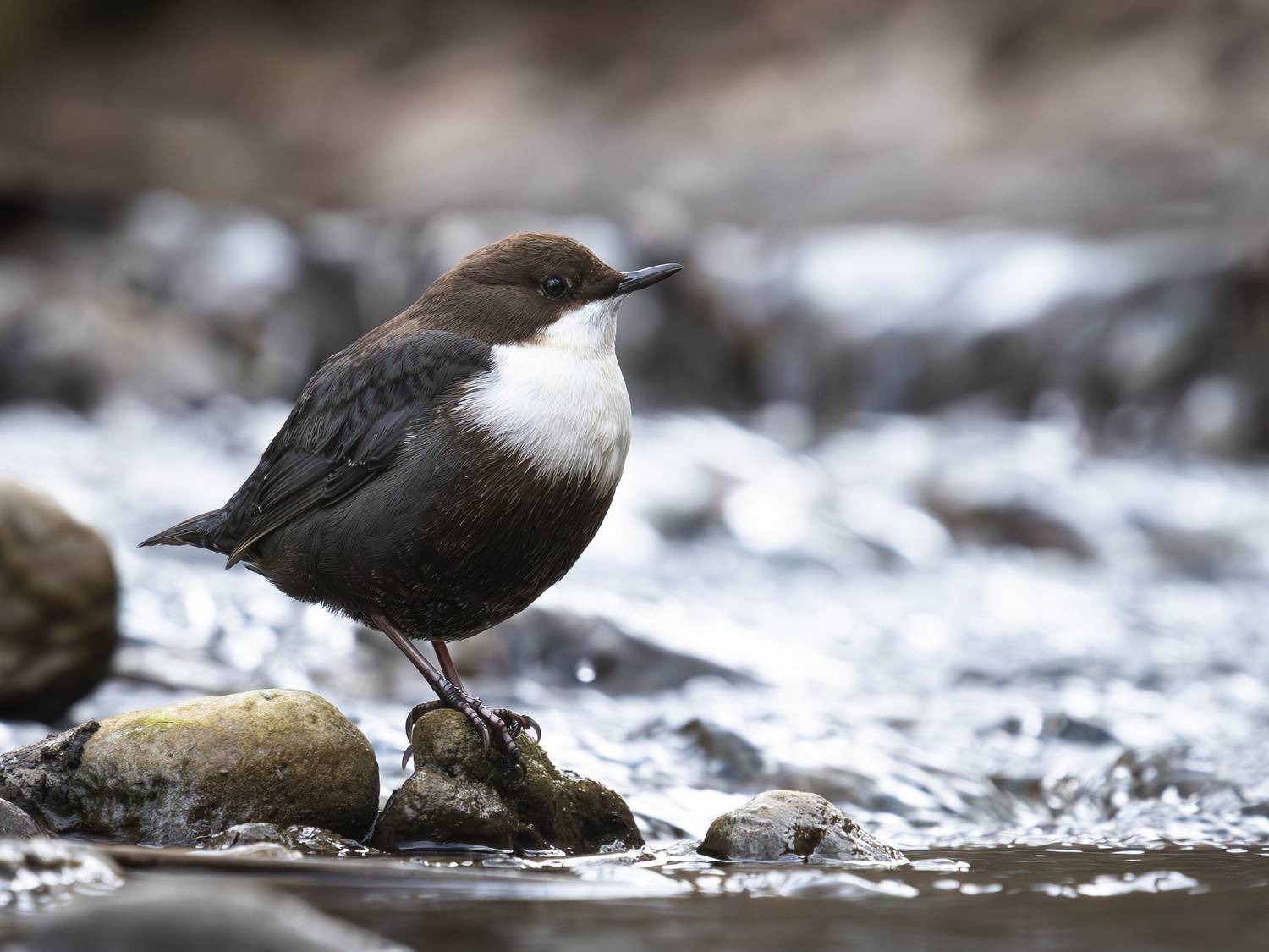 оляпка, птицы, cinclus cinclus, Римма Герасименко