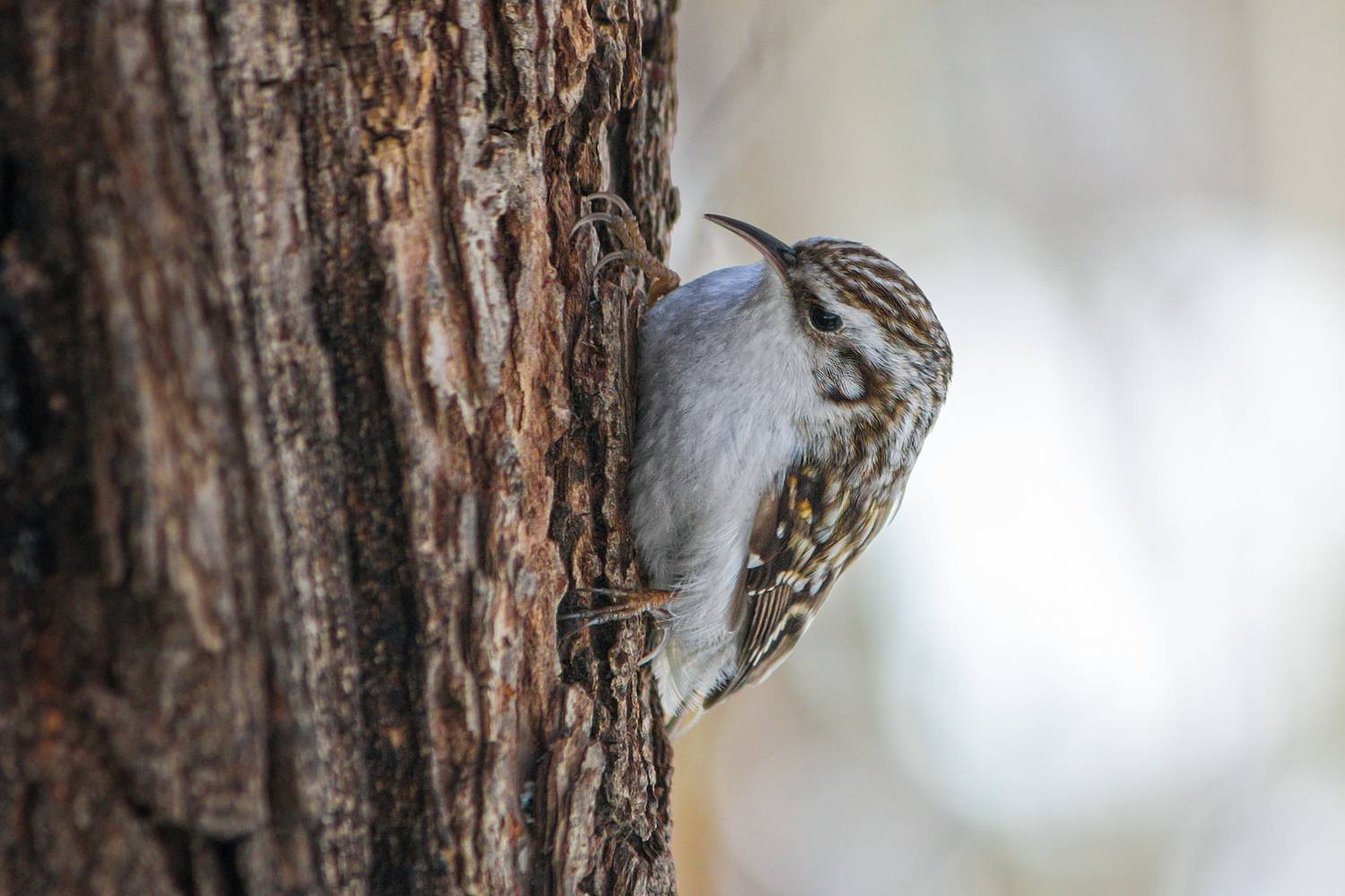 пищуха, обыкновенная пищуха, certhia familiaris, КарОл