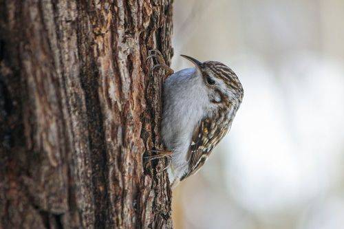 Пищуха (Certhia familiaris)