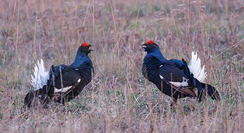 На предрассветном току. (2 ФОТО)