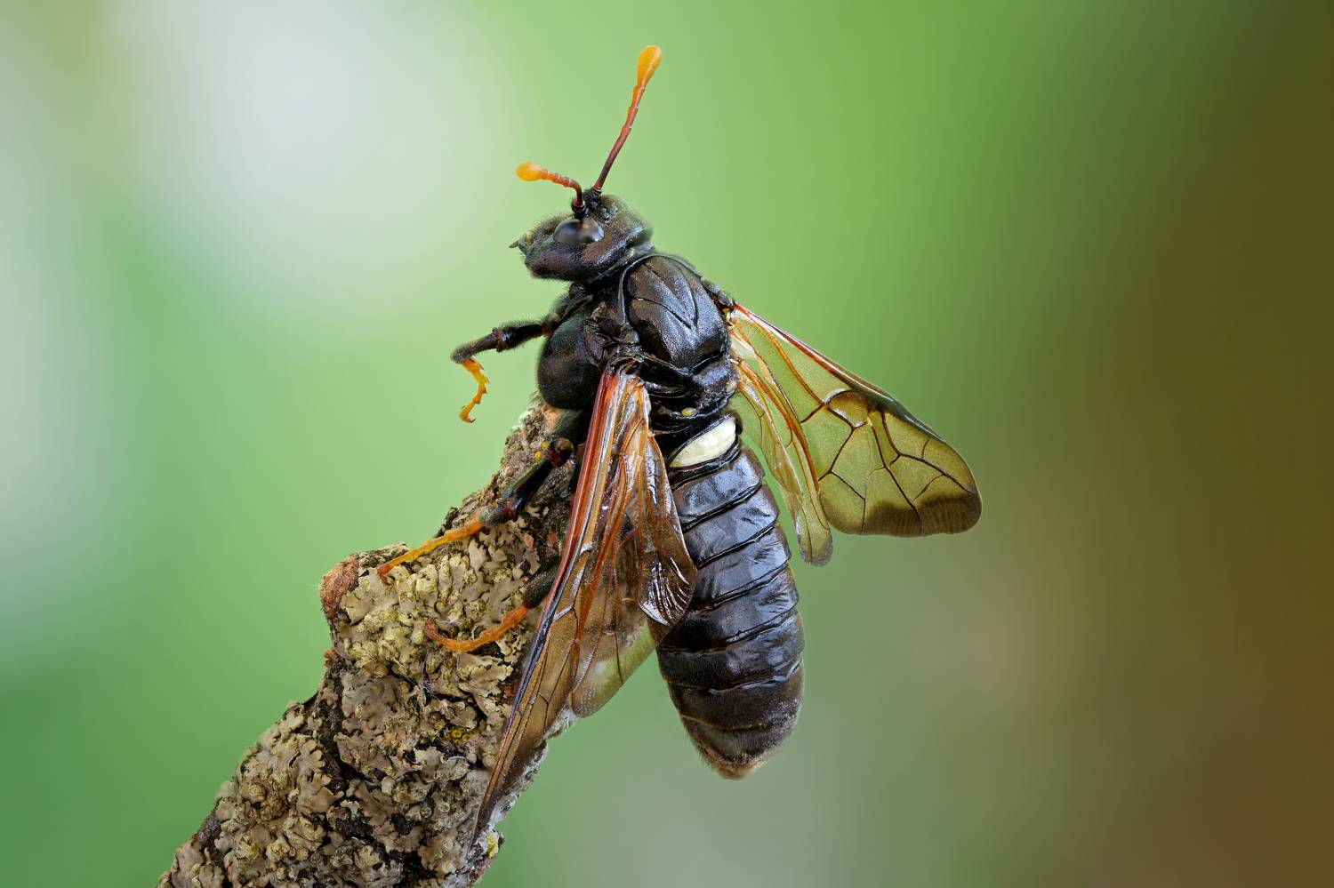 , Антон Финевич