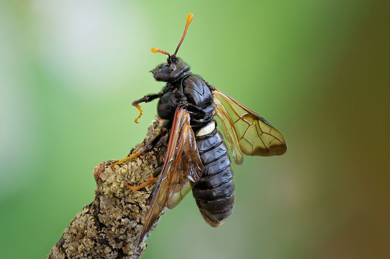 Пилильщик большой берёзовый фото превью