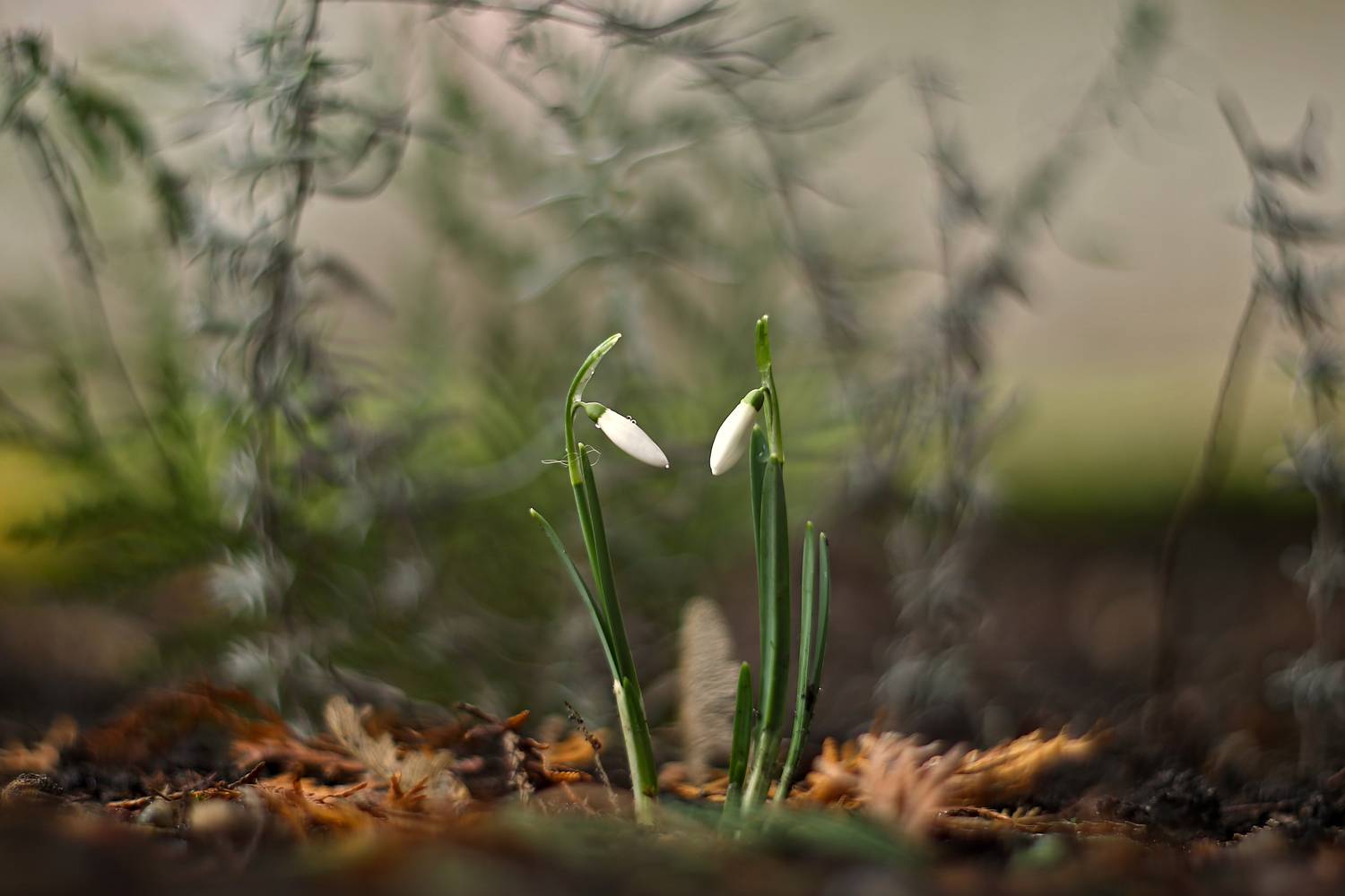 , Колобошников Эдуард