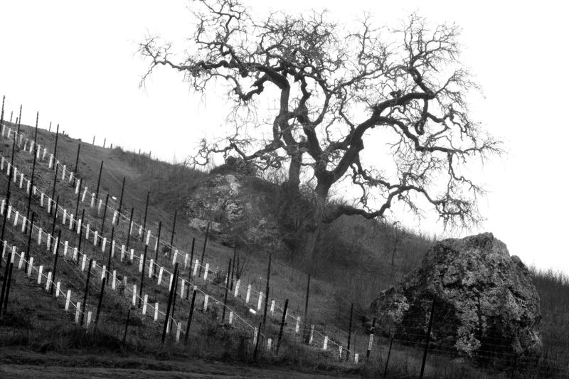 B/W Perspective Виноградник зимой фото превью