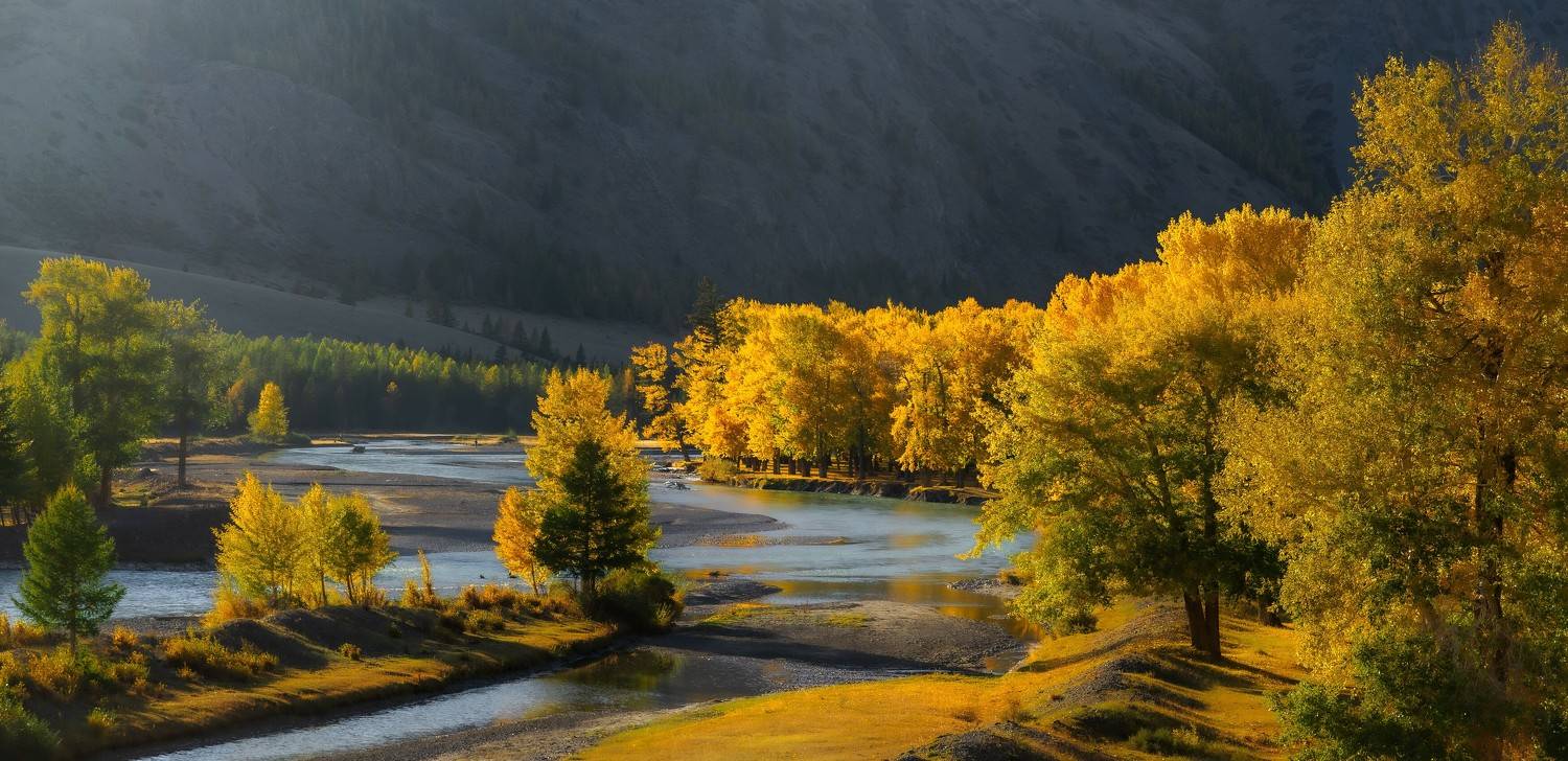 тополиная роща, чуя, алтай, осень, Дубровская Екатерина
