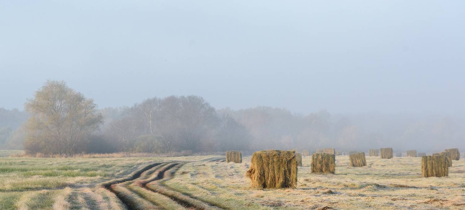 ***, Влад Шерман