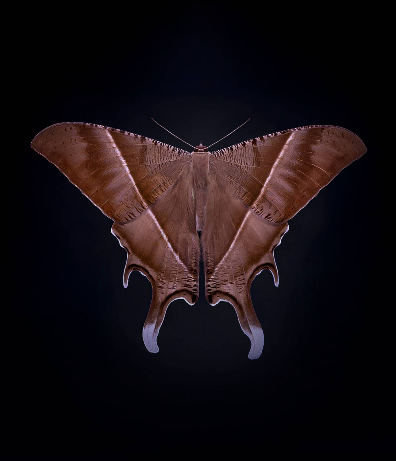 lepidoptera, uranidae, урания, lyssa zampa, uranija, Kavaliauskas Eugenijus