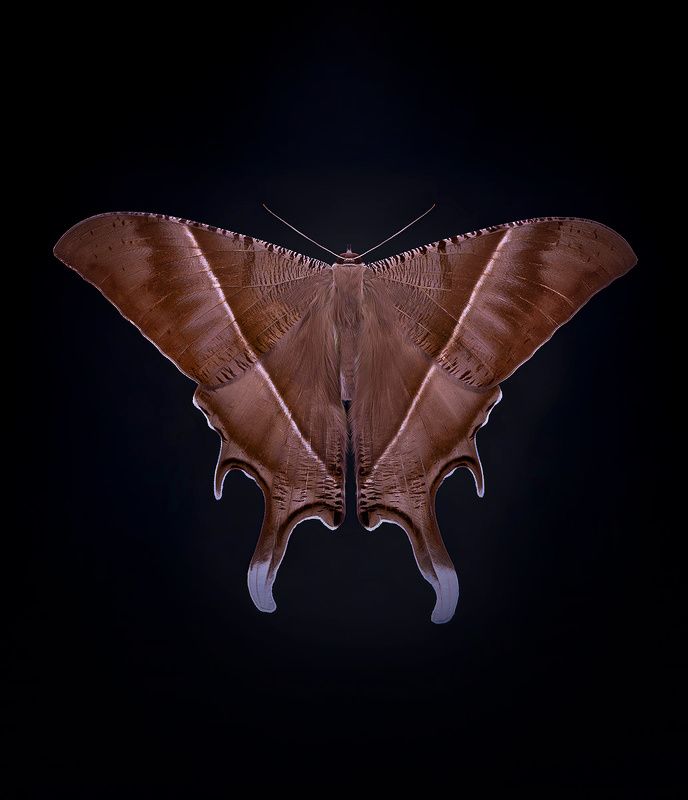 lepidoptera, uranidae, урания, lyssa zampa, uranija Лисса зампа фото превью