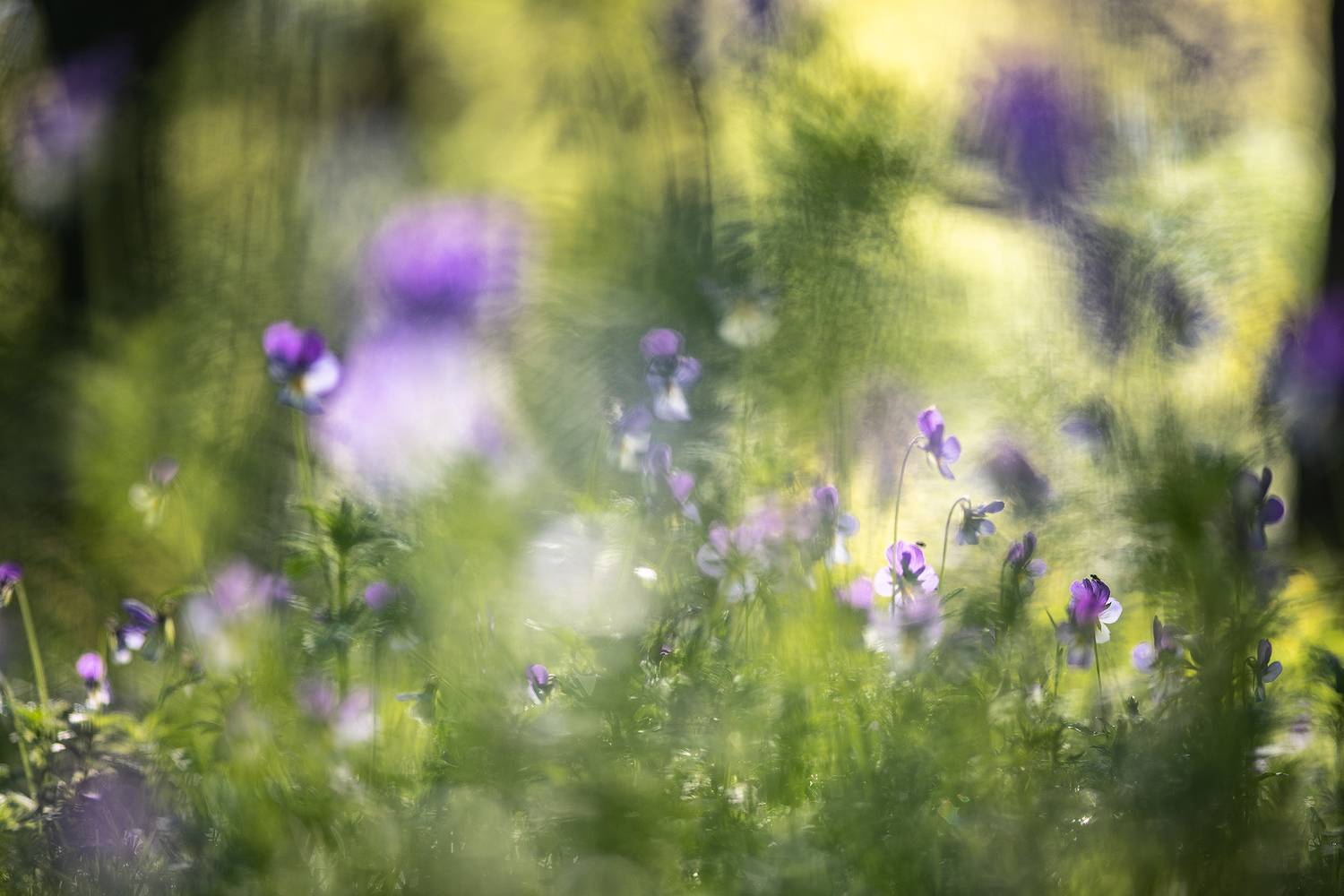 лесные фиалки, утро, воронеж, лес, весна, nikon d850, красота, sigma af 150 mm f/2.8 os apo ex dg macro hsm nikon, Мещеряков Геннадий