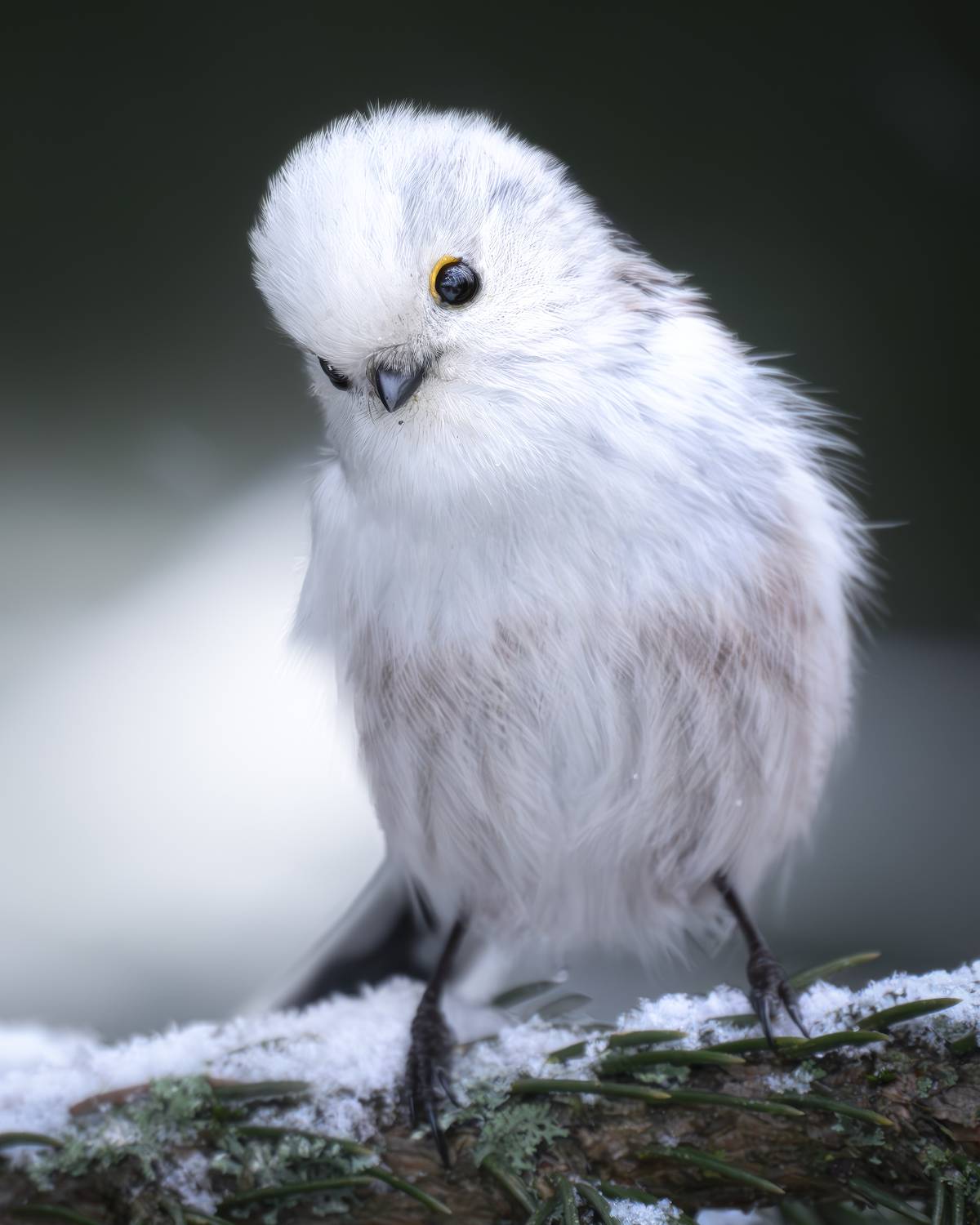 , Поляков Михаил