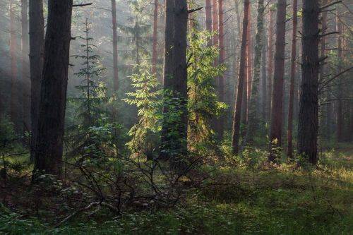 Июньский лес