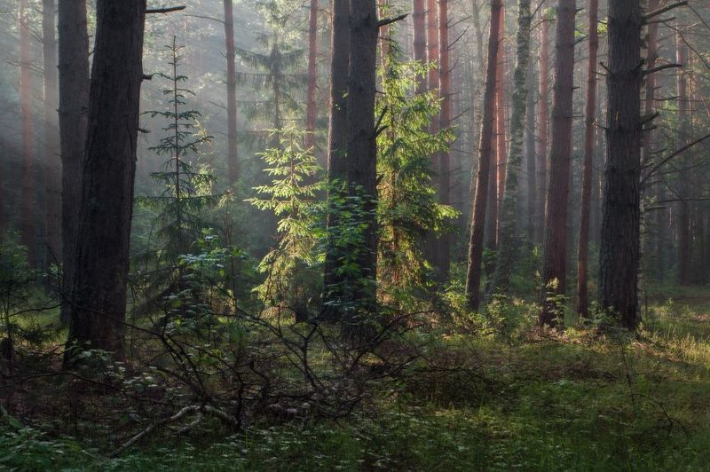 пейзаж лес утро туман вязниковский район Июньский лес фото превью