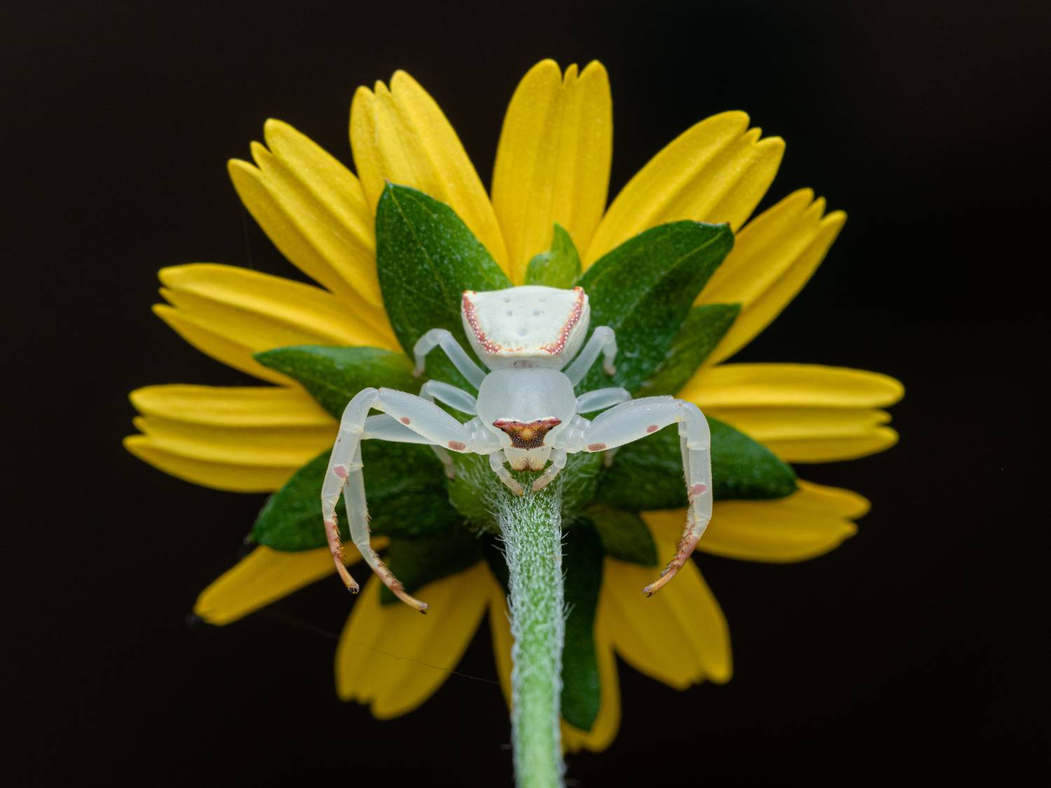 #macro #spider #outdoor, Manjunath Acharya