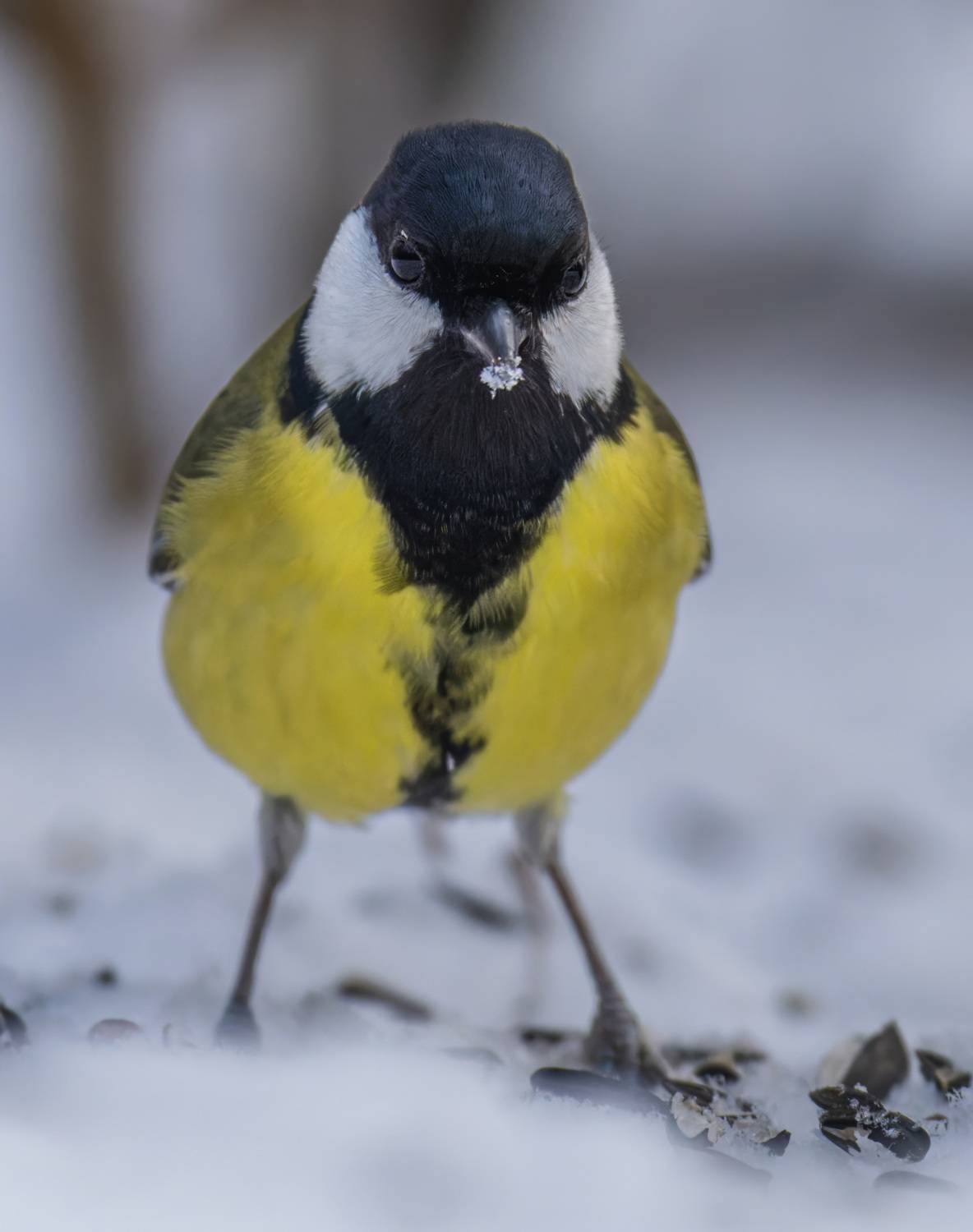 , Дэм Константин