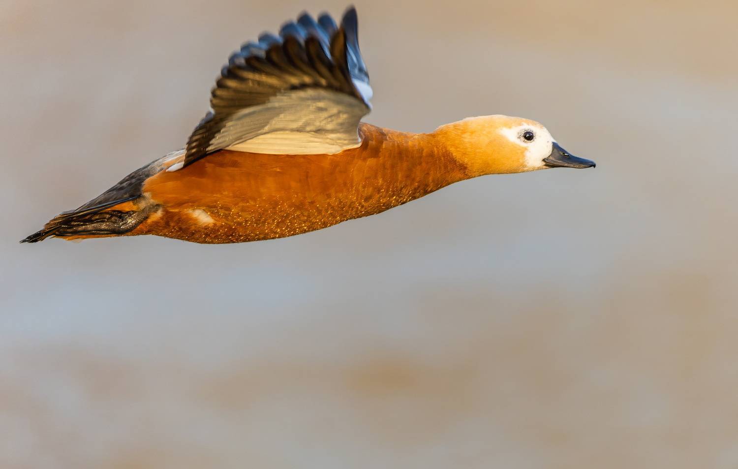 , Дэм Константин