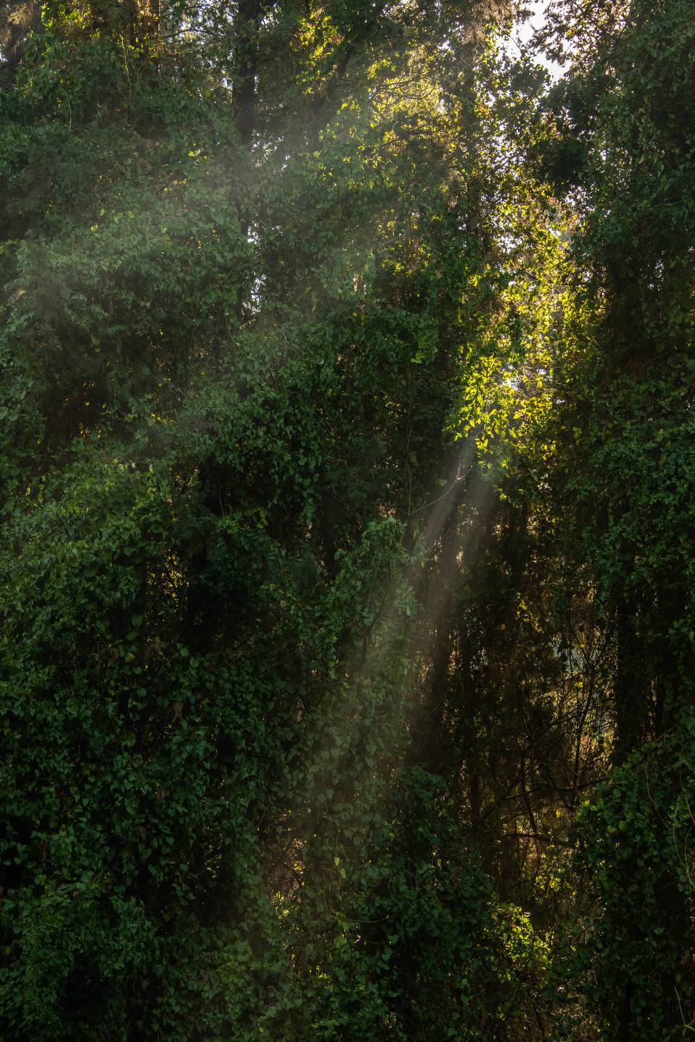 , Vladimir Bragilevsky