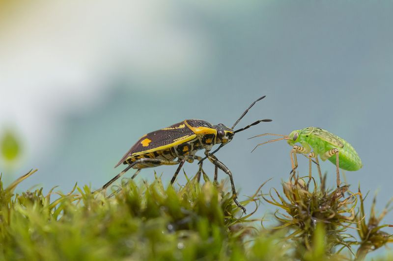 Встретились 2 вредителя фото превью