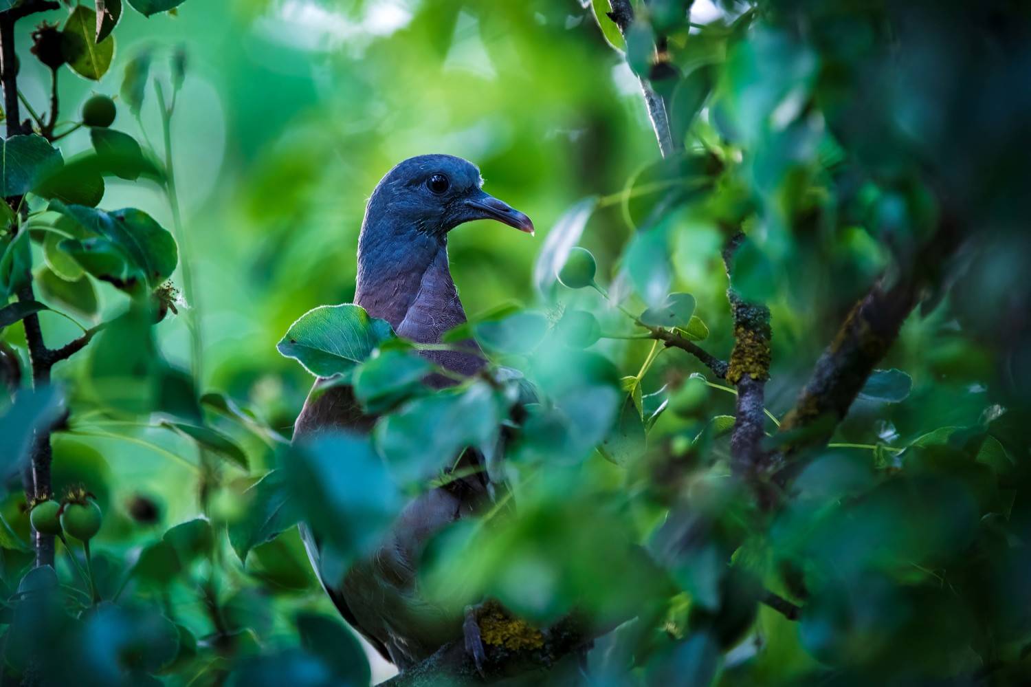 , Павел Ныриков