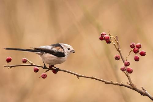 Long-tailed Ti