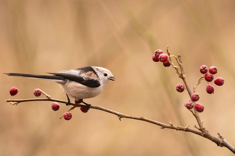 T Long-tailed Ti фото превью