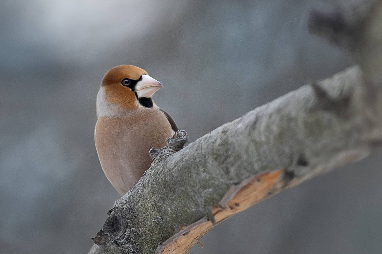 , Светлана Писарева