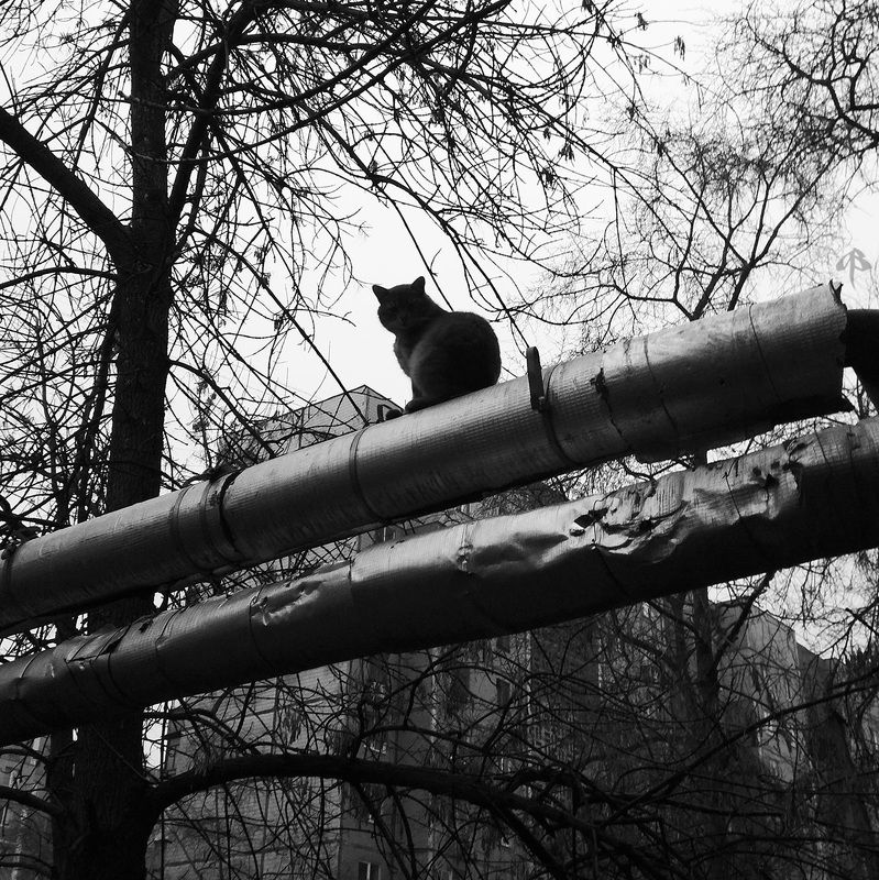 *** фото превью