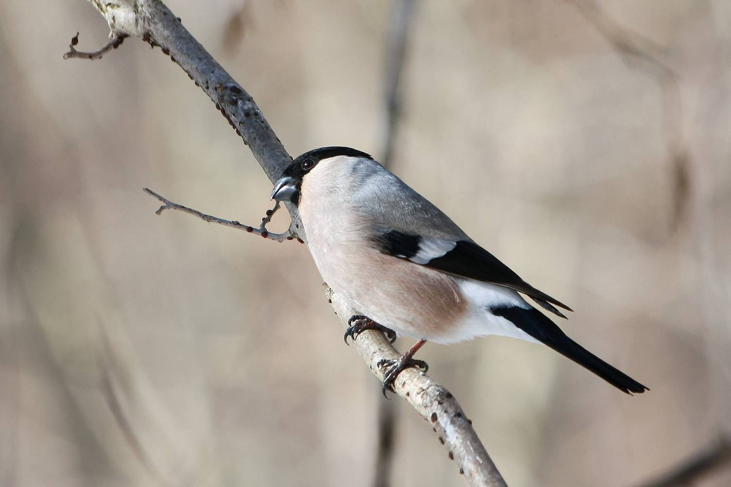 снегирь, обыкновенный снегирь, pyrrhula pyrrhula, КарОл