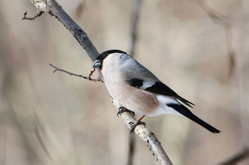 Обыкновенный снегирь (Pyrrhula pyrrhula)