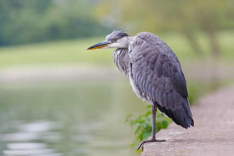Серая фото превью