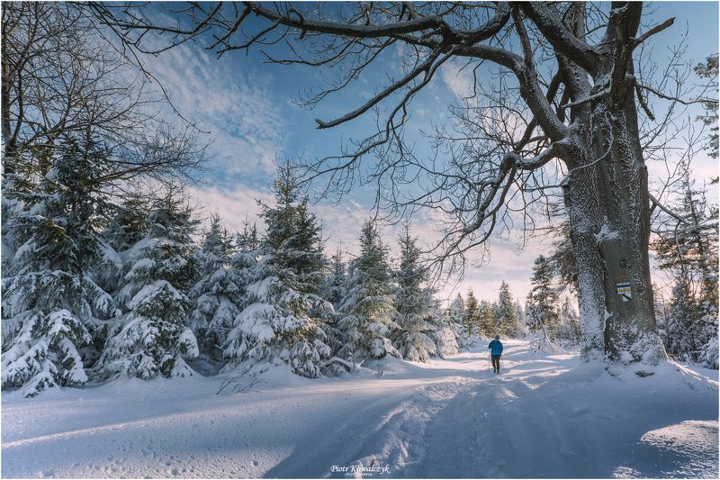 polska, zima, drzewo *** фото превью