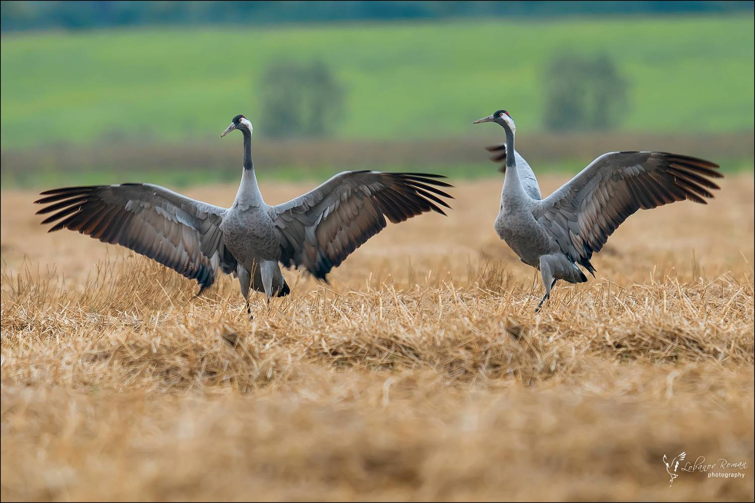 , Лобанов Роман