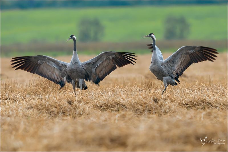 * * * фото превью