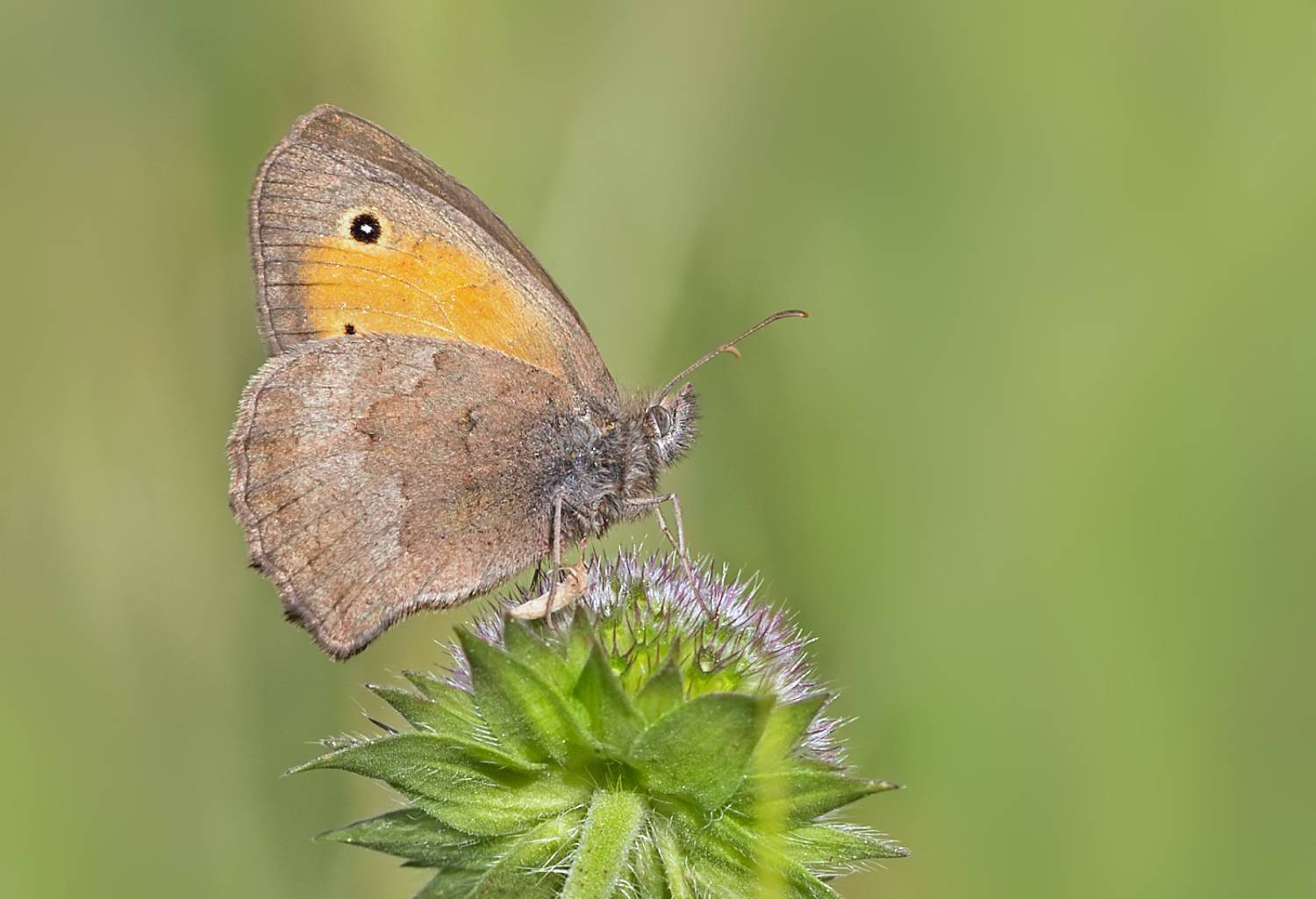 насекомые, бабочка, нимфалида, крупноглазка малая, бархатница, июль, лето, Борис Новиков