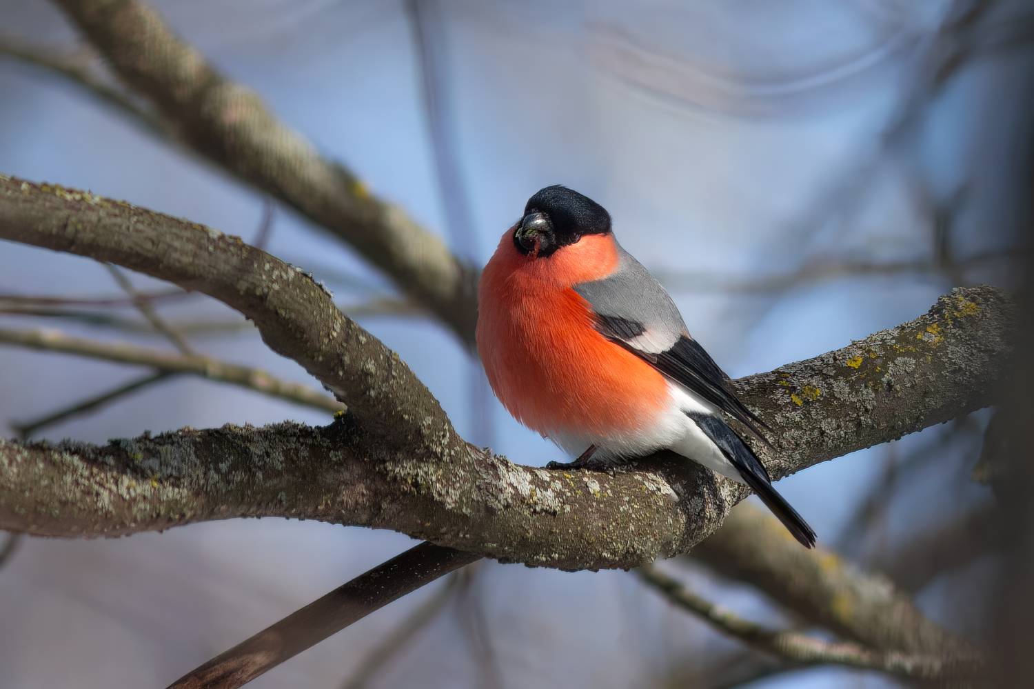 животные, птицы, снегирь, природа, дикая природа, wildlife, nature, canon, Пронин Денис