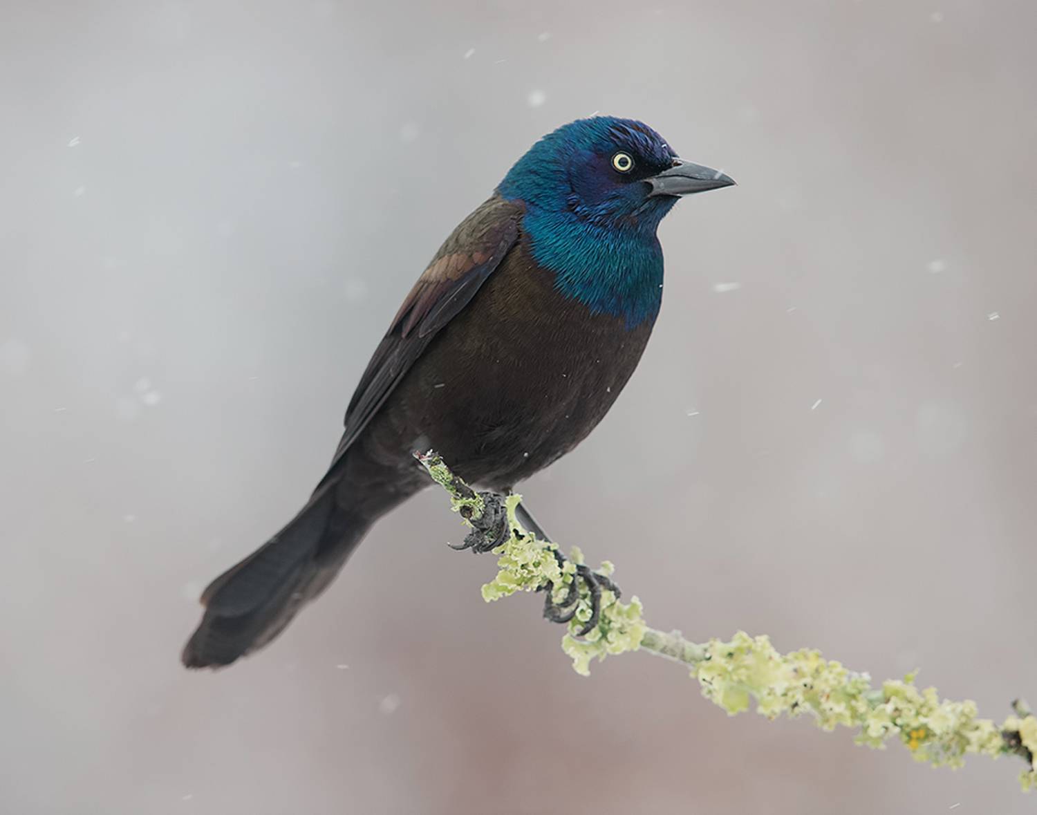 common grackle,  обыкновенный гракл, гракл, grackle, bird, wild, птицы, winter, Elizabeth Etkind