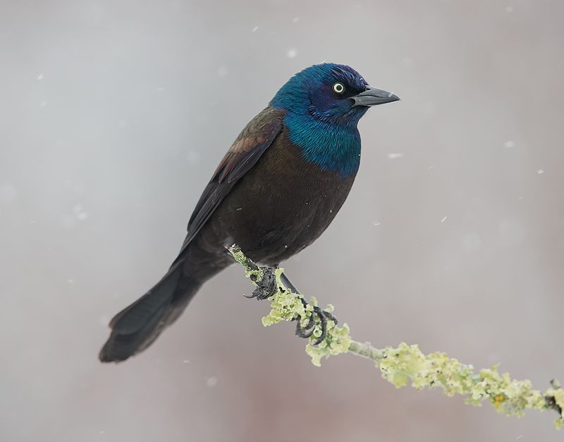 common grackle,  обыкновенный гракл, гракл, grackle, bird, wild, птицы, winter Common Grackle - Обыкновенный Гракл фото превью