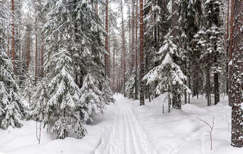 По белому снегу фото превью