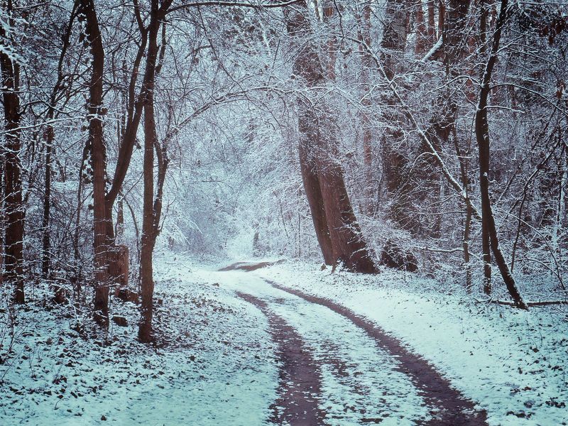 Winter forest walk фото превью