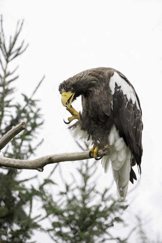 Steller\'s sea eagle фото превью