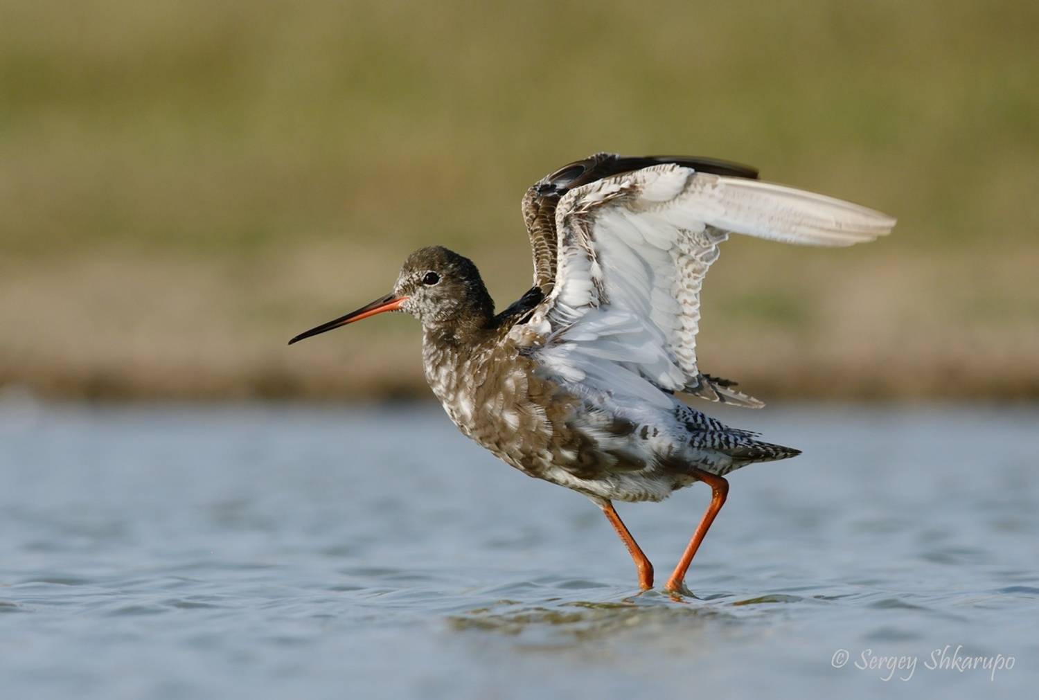 , Сергей Шкарупо