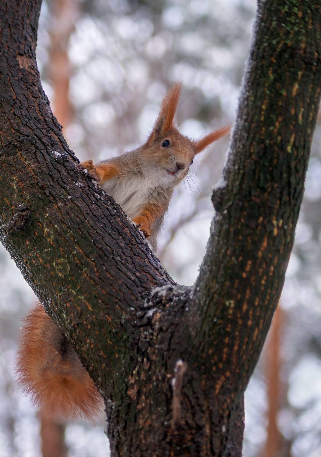 , Чепленко Алексей