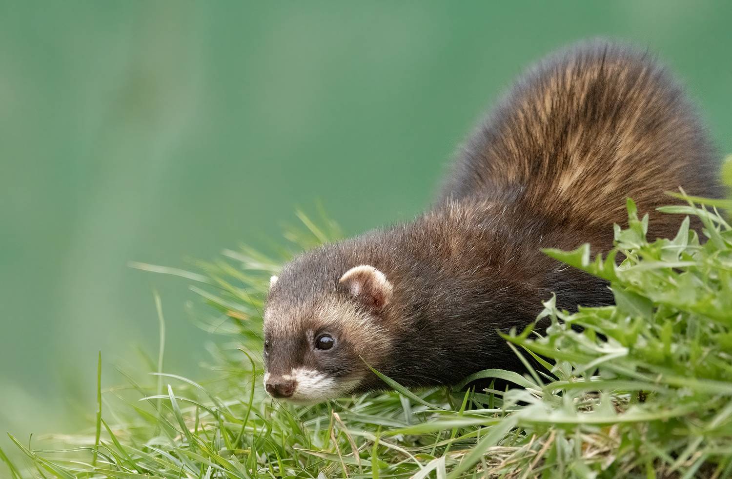polecat, animals, mustelid, nature, wildlife, canon, MARIA KULA