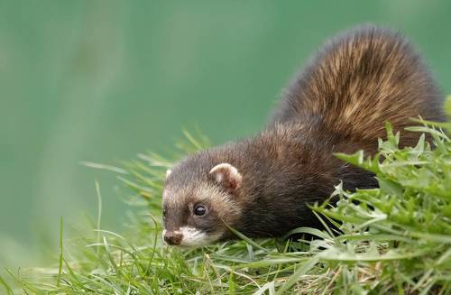 Polecat