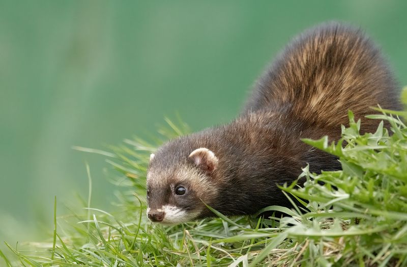 polecat, animals, mustelid, nature, wildlife, canon Polecat фото превью