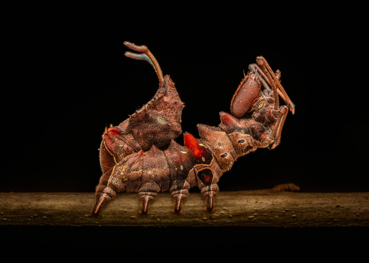 #caterpillar #moth #macro #closeup, Manjunath Acharya
