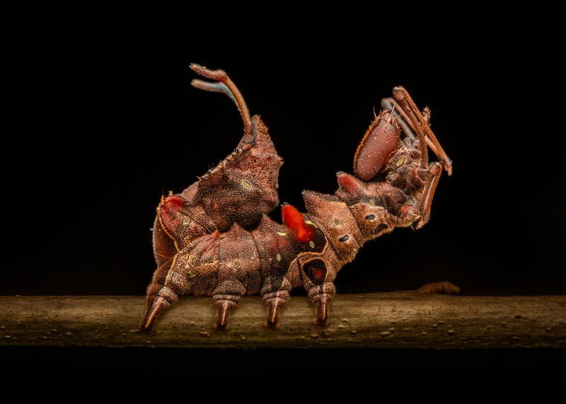 #caterpillar #moth #macro #closeup Bend it like ME фото превью