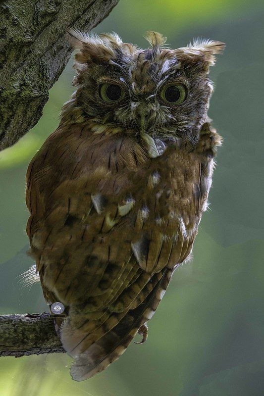 Eastern screech owl фото превью