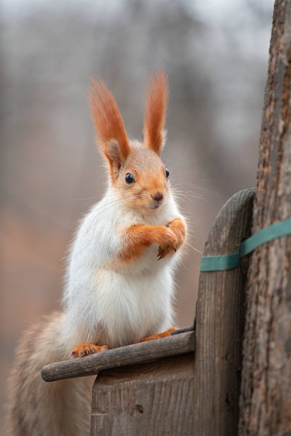 , Чудинин Дмитрий