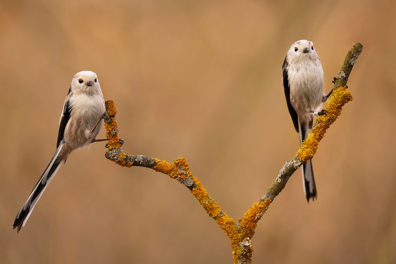 Long-tailed Ti фото превью