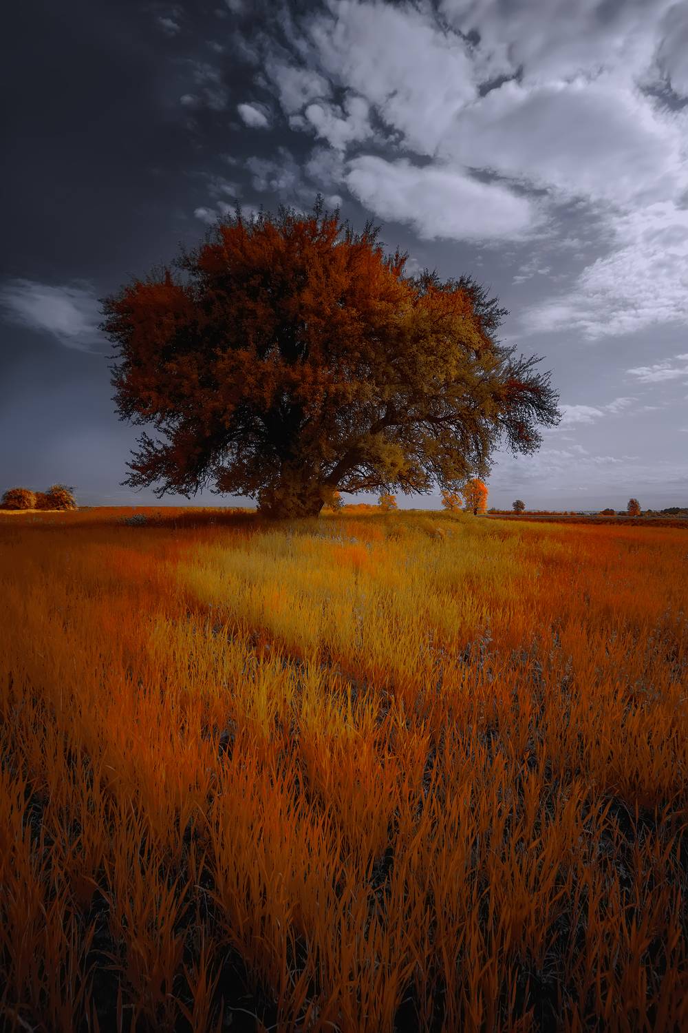 infrared,ик-фото,инфракрасное фото, инфракрасная фотография, пейзаж, весна,  Sixten (Сергей)